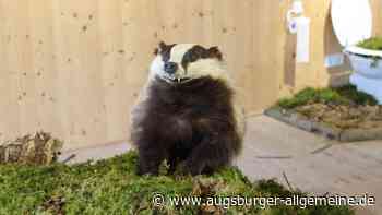 Ausstellung im Waldpavillon gibt Einblicke in den Dachsbau