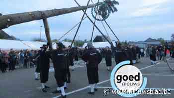 Schutterij Sint-Dionysius plant weer een meiboom op het Kerkplein in Opoeteren
