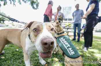 City launches initiative to to open more parks to on-leash dogs