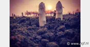 "Zorgen over mogelijk arbeidsmigranten in aspergeloods ongegrond"