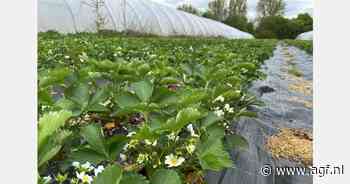 "Onzekerheid in afzet de grootste uitdaging voor biologische aardbeien"