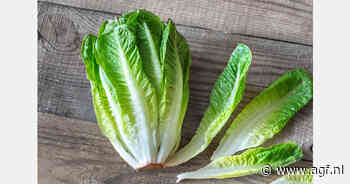 Taylor Farms was niet de bron van E. Coli uitbraak in Romaine sla