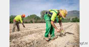 Granada verwacht oogst van 35.000 ton groene asperges