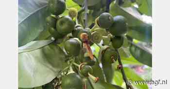 Chinees pomeloseizoen begint veelbelovend