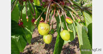 Hagelbui treft steenfruit Lleida