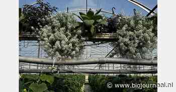 De rol van bankerplanten in biologische bestrijding