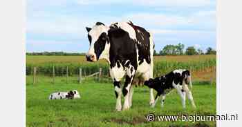 "Zuivel en vlees horen bij elkaar, net als koe en kalf."