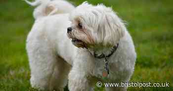 Dog trainer warns 'never' as bee season begins