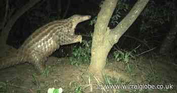 Chester Zoo urges fundraising to help Giant Pangolins' 'time to shine'