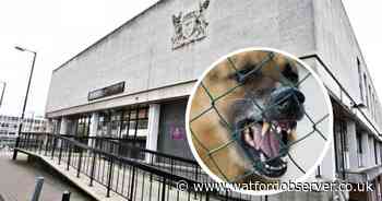 Owner of 'dangerous' dog in court over Watford attack