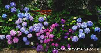 Gardening expert shares simple hack to instantly improve your garden this spring