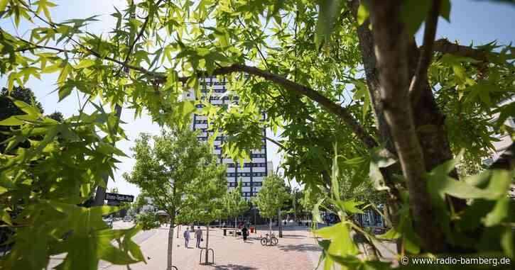 Menschen sollen Stadtbäume per App melden