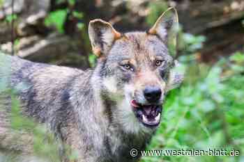 Wolf erschießen? Jäger befürchtet Morddrohungen