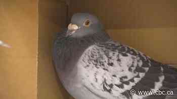 The finish line was in Spain. How did this racing pigeon end up in Nova Scotia?