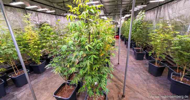 Drei Cannabisclubs in Bayern genehmigt