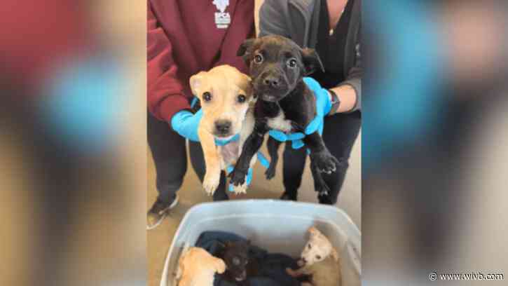 Puppies rescued after being abandoned at Burger King