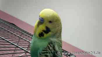 Rätselhafter Vermisstenfall in Wasserburg: Wem gehört dieser Wellensittich?
