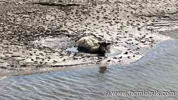 Farmer praised after rescuing stranded sheep from quicksand