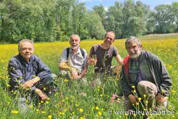 Duizenden orchissen bloeien op in de Snoekengracht na vijftig jaar natuurbeheer