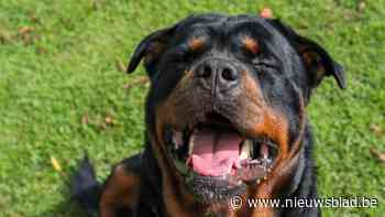 Zestiger uit Riemst krijgt 18 maanden cel nadat hij Rottweiler van huisgenoot doodschiet tijdens ruzie