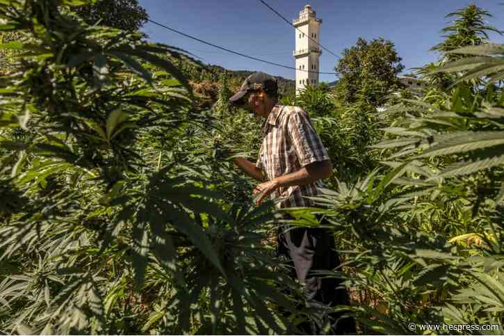 مساحة الزراعة القانونية لنبتة الكيف "البل