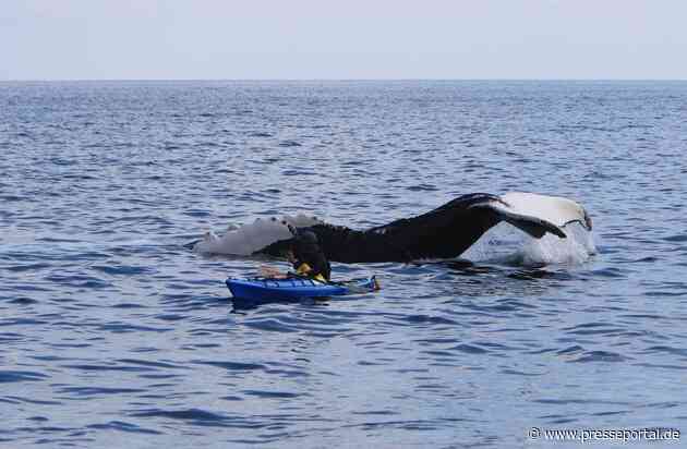 Walbeobachtung von Land aus: Finnen, Fluken, Freudentränen / Springen Delfine und Wale, hüpft auch das Herz von Naturliebhabern - dieses Spektakel lässt sich in Irland auch von der Küste aus erleben
