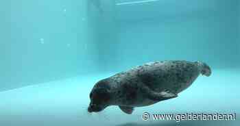 KIJK | Zeehonden Jelly en Lindsea zwemmen voor het eerst rond in hun nieuwe thuis
