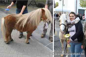 Dubbel zoveel pony’s worden gekeurd op de jaarmarkt: “Het is een booming business”