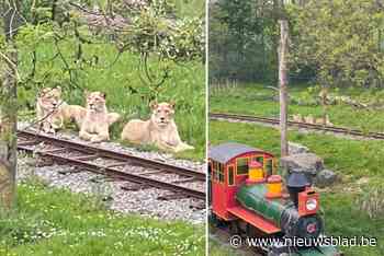 Nieuwe leeuwinnen in Bellewaerde mogen voor het eerst naar buiten: “Ze durven nog niet verder dan de treinsporen”