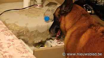 Veertien verdachten gearresteerd in groot drugsonderzoek: Mechelse familie regelde invoer van drugs via haven van Antwerpen