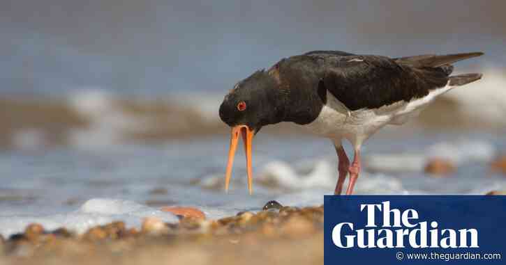 Norfolk bird surveyors find Britain’s oldest known oystercatchers