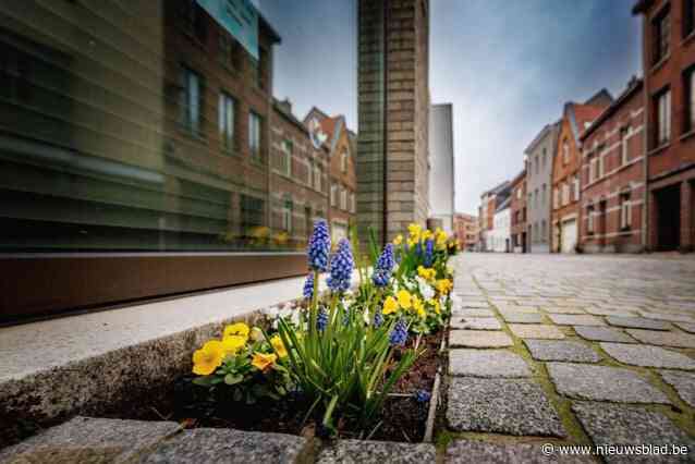Tienen gaat voor de titel van Vlaams Kampioen Tegelwippen