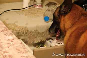 Veertien verdachten gearresteerd in groot drugsonderzoek: Vlaamse familie regelde invoer van drugs via haven van Antwerpen