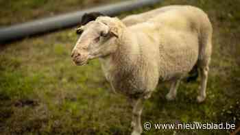 Truienaar krijgt werkstraf nadat hij gewond schaap overgiet met javel: “Dit moet extreme pijn veroorzaakt hebben”