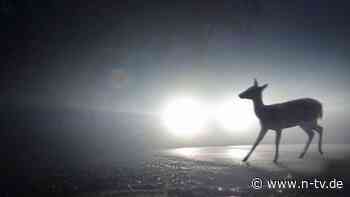 Studie von Unfallforschern: Wild auf der Straße? Ausweichen macht es schlimmer