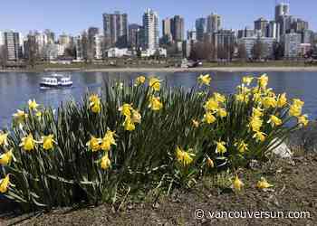 Metro Vancouver in for some balmy spring temperatures over the next few days