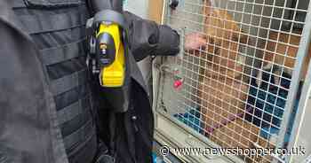 Two dead puppies, dead dog and four starving dogs found in Bexleyheath home