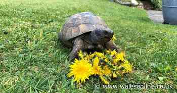 Beloved pet had lived with family for 43 years, they were horrified when they went to check on him