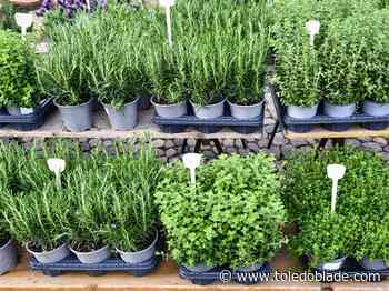 Vouchers for plant sale available for Bowling Green homeowners