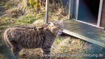 Ausbruch aus dem Gehege im Harz: Wo steckt Wildkater Findus?