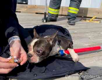 Dog owner relieved after waterfront rescue
