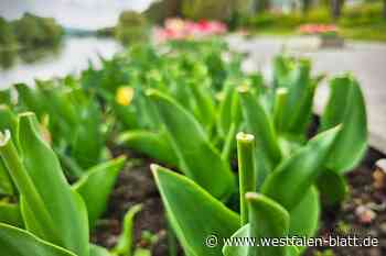 Tulpen-Skandal in Höxter