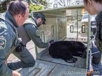 Bear found in Kanata North tranquilized and relocated