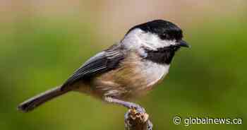 B.C.’s Best Bird winner is announced for 2025