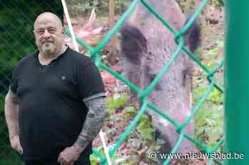 Plots staat Thomas oog in oog met rotte everzwijnen: “Enkel een draadje stond tussen ons in”