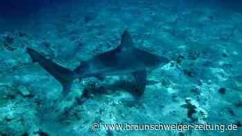 Zahlreiche Haie an Mallorcas Küste – was Urlauber wissen sollten