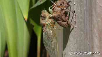 Does Your Dog Snack on Cicadas? Here's What to Do About It