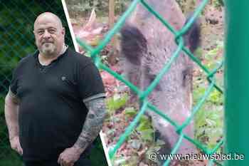Plots staat Thomas oog in oog met rotte everzwijnen: “Enkel een draadje stond tussen ons in”