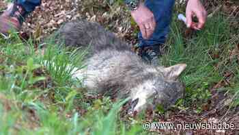 Wolf geëuthanaseerd op openbare weg in Nederland terwijl Natuurhulpcentrum nog onderweg was om dier op te halen