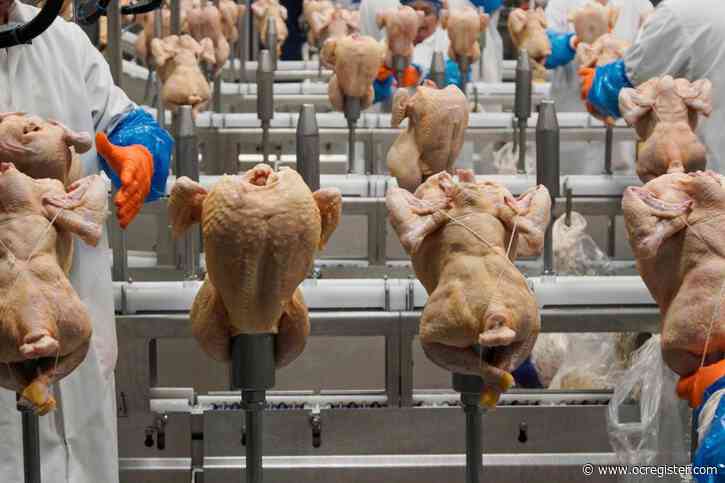 USDA withdraws a plan to limit salmonella levels in raw poultry